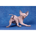 Я с Земли, просто я-Эльф, бамбино, канадский сфинкс...