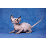 Я с Земли, просто я-Эльф, бамбино, канадский сфинкс...