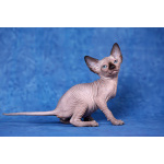 Живая легенда-Эльф, бамбино, Двэльф, канадский сфинкс.