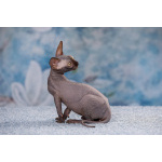 Живая легенда-Эльф, бамбино, Двэльф, канадский сфинкс.