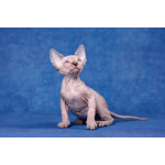 Живая легенда-Эльф, бамбино, Двэльф, канадский сфинкс.