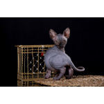 Живая легенда-Эльф, бамбино, Двэльф, канадский сфинкс.