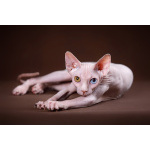 Живая легенда-Эльф, бамбино, Двэльф, канадский сфинкс.