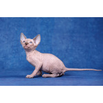 Подарите близкому человеку Эльфа, бамбино, Двэльфа, сфинкса!