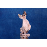 Царственная особа-котёнок Эльф, бамбино, Двэльф, канадский сфинкс.