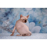 Царственная особа-котёнок Эльф, бамбино, Двэльф, канадский сфинкс.