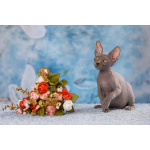 Царица Египта Клеопатра и Эльф, бамбино, Двэльф, сфинкс.