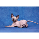 Царица Египта Клеопатра и Эльф, бамбино, Двэльф, сфинкс.