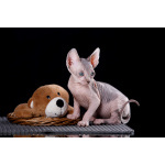 Гарантия здоровья и породности. Эльф, бамбино, Двэльф,