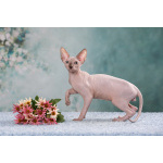 Лунные котята -Эльф, бамбино, Двэльф, канадский сфинкс.