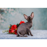 Лунные котята -Эльф, бамбино, Двэльф, канадский сфинкс.