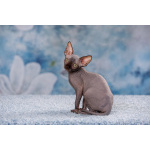 Лунные котята -Эльф, бамбино, Двэльф, канадский сфинкс.