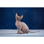 Лунные котята -Эльф, бамбино, Двэльф, канадский сфинкс.