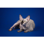 Лунные котята -Эльф, бамбино, Двэльф, канадский сфинкс.