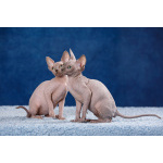 Эльф, бамбино, Канадский сфинкс — кошка с другой Галактики.