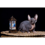 Эльф, бамбино, Канадский сфинкс — кошка с другой Галактики.