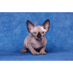 Чебурашка или, всё-таки, котёнок Эльф, бамбино, двэльф, канадский сфинкс?