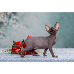 Полкило радости с другой планеты - эльф, бамбино, сфинкс!