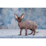 Полкило радости с другой планеты - эльф, бамбино, сфинкс!