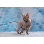 Полкило радости с другой планеты - эльф, бамбино, сфинкс!