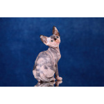 Полкило радости с другой планеты - эльф, бамбино, сфинкс!