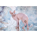 Царственная особа-котёнок Эльф, бамбино, канадский сфинкс.