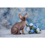 Царственная особа-котёнок эльф, бамбино, канадский сфинкс.