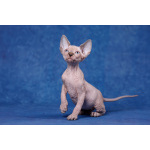 Эльф, бамбино, Двэльф, Сфинкс-это не кошка...