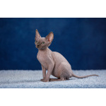 Царственная особа-котёнок Эльф, бамбино, канадский сфинкс.