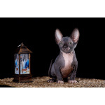 эльф, бамбино, Канадский сфинкс от питомника недорого.