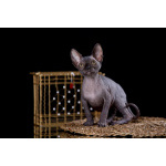 Я с Земли, просто яэльф, бамбино, -канадский сфинкс...