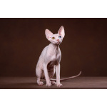 Я с Земли, просто яэльф, бамбино, -канадский сфинкс...