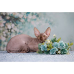 Инопланетный Эльф, бамбино, Двэльф, сфинкс.