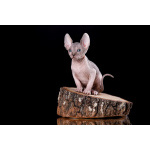 Я с Земли, просто я-Эльф, бамбино, канадский сфинкс...