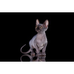 Я с Земли, просто я-Эльф, бамбино, канадский сфинкс...