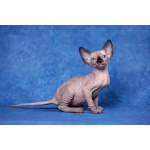 Я с Земли, просто я-Эльф, бамбино, Двэльф, канадский сфинкс...