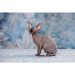 Я с Земли, просто я-Эльф, бамбино, канадский сфинкс...