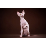 Я с Земли, просто я-Эльф, бамбино, канадский сфинкс...