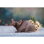 Эльф, бамбино, Канадский сфинкс от питомника недорого.