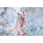 Инопланетный эльф, бамбино, сфинкс.