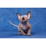 Эльф, бамбино, Сфинкс-это не кошка...