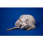 Царственная особа-котёнок Эльф, бамбино, Двэльф, канадский сфинкс.