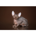 Царственная особа-котёнок Эльф, бамбино, Двэльф, канадский сфинкс.