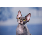 эльф, бамбино, Сфинкс-это не кошка...