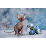 эльф, бамбино, Сфинкс-это не кошка...