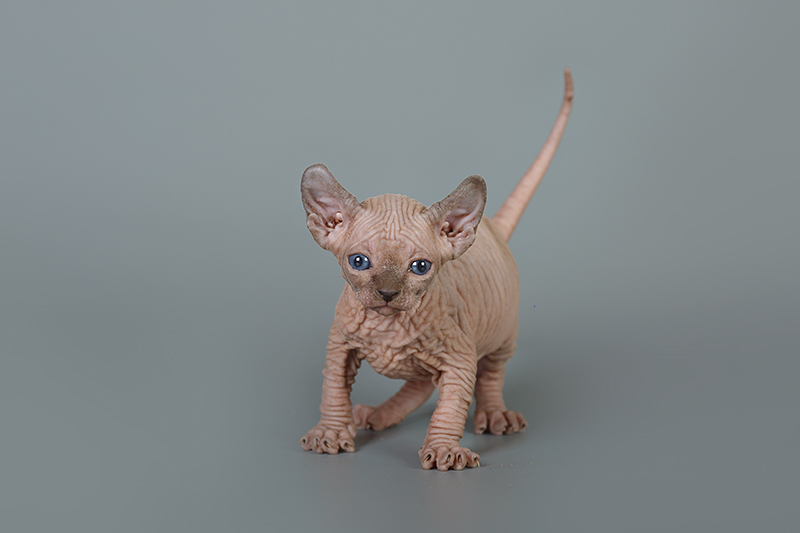 Лунные котята-Эльф, бамбино, Двэльф, канадский сфинкс.