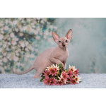 Живая легенда-Эльф, бамбино, Двэльф, канадский сфинкс.