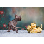 Живая легенда-Эльф, бамбино, Двэльф, канадский сфинкс.