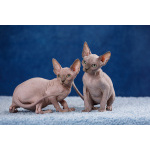 Хотите счастья Эльф, бамбино, Двэльф, канадский сфинкс?