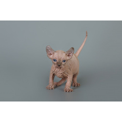 Лунные котята-Эльф, бамбино, Двэльф, канадский сфинкс.